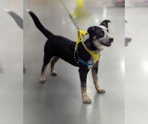 Mutt Dogs for adoption in Milner, GA, USA