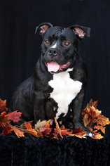 American Staffordshire Terrier-Unknown Mix Dogs for adoption in San Pedro, CA, USA