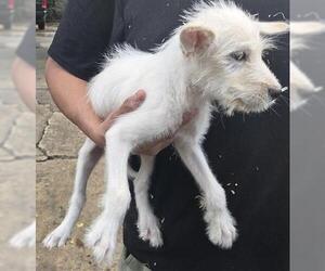 Mutt Dogs for adoption in Houston, TX, USA