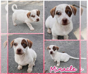 Jackshund Dogs for adoption in Blacksburg, SC, USA