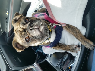 Frenchie Pug Dogs for adoption in Maryville, TN, USA