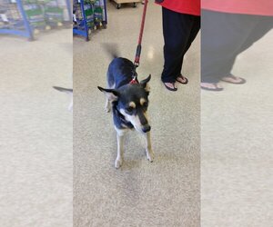 Collie-Labrador Retriever Mix Dogs for adoption in Pipe Creek, TX, USA