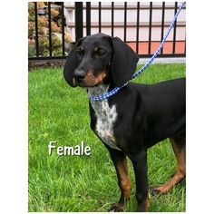 Coonhound Dogs for adoption in Sterling, MA, USA