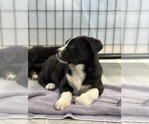 American Pit Bull Terrier-Labrador Retriever Mix Dogs for adoption in Calgary, Alberta, Canada