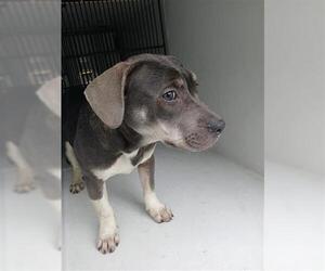 Mutt Dogs for adoption in Houston, TX, USA