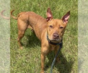 American Staffordshire Terrier Dogs for adoption in Fort Lauderdale, FL, USA