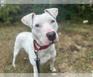 Medium Photo #1 American Pit Bull Terrier-Unknown Mix Puppy For Sale in McKinleyville, CA, USA
