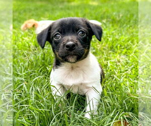 Chihuahua-Unknown Mix Dogs for adoption in Holly Springs, NC, USA