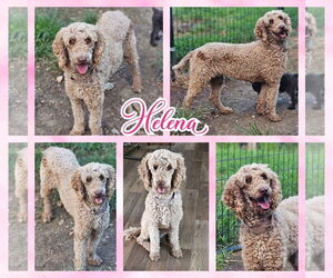 Poodle (Miniature)-Poodle (Standard) Mix Dogs for adoption in Blacksburg, SC, USA