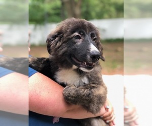 Great Pyrenees-Unknown Mix Dogs for adoption in Silver Spring, MD, USA