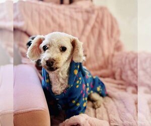 Poodle (Miniature)-Unknown Mix Dogs for adoption in Calgary, Alberta, Canada