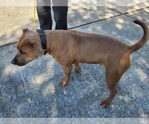 American Pit Bull Terrier-Unknown Mix Dogs for adoption in Houston, TX, USA