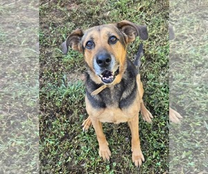 German Shepherd Dog-Unknown Mix Dogs for adoption in Rustburg, VA, USA