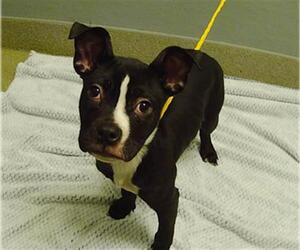 Mutt Dogs for adoption in Las Vegas, NV, USA