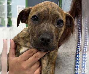 Labrador Retriever-Unknown Mix Dogs for adoption in Washington, DC, USA