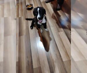 American Staffordshire Terrier-Unknown Mix Dogs for adoption in San Antonio, TX, USA