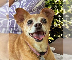 Chihuahua Dogs for adoption in Woodland, CA, USA