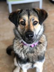 Akita Dogs for adoption in Ashland, WI, USA
