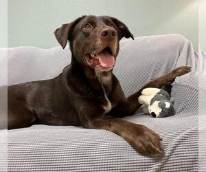 Labrador Retriever-Unknown Mix Dogs for adoption in Glendale, AZ, USA