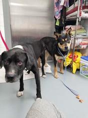 Shepradors Dogs for adoption in Mission, KS, USA