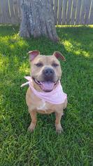 American Pit Bull Terrier-Unknown Mix Dogs for adoption in Baton Rouge, LA, USA