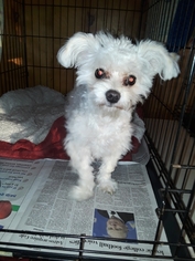 Poodle (Miniature) Dogs for adoption in Richmond, CA, USA