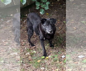 Labrador Retriever Dogs for adoption in Jackson, MS, USA
