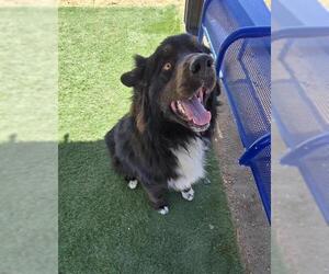 Border Collie-Unknown Mix Dogs for adoption in HESPERIA, CA, USA