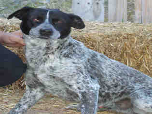 Mutt Dogs for adoption in Globe, AZ, USA