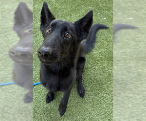 German Shepherd Dog Dogs for adoption in Newton, NC, USA