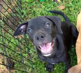Black Mouth Cur-Labrador Retriever Mix Dogs for adoption in Osteen, FL, USA