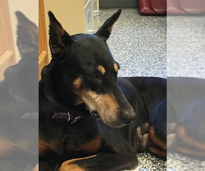 Doberman Pinscher Dogs for adoption in Bemidji, MN, USA