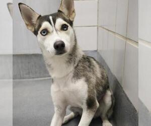 Huskies -Unknown Mix Dogs for adoption in San Antonio, TX, USA