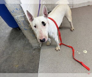 Bull Terrier Dogs for adoption in San Bernardino, CA, USA