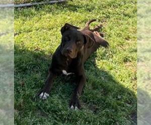 Labrador Retriever-Unknown Mix Dogs for adoption in Sugar Land, TX, USA