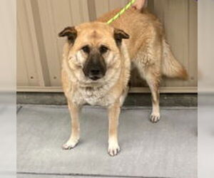 Chow Chow Dogs for adoption in Salinas, CA, USA