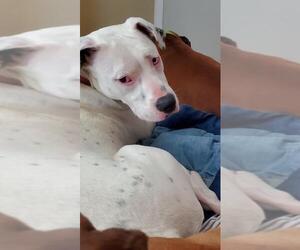 Dalmatian-Dogo Argentino Mix Dogs for adoption in San Angelo, TX, USA