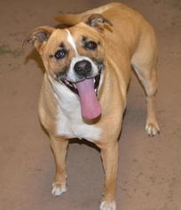 Boxer Dogs for adoption in Cochran, GA, USA
