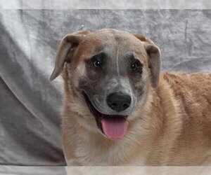 American Pit Bull Terrier-German Shepherd Dog Mix Dogs for adoption in Burbank, CA, USA