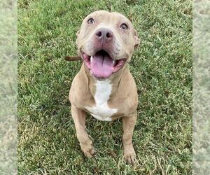 American Pit Bull Terrier Dogs for adoption in Modesto, CA, USA