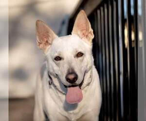 Mutt Dogs for adoption in Princeton, MN, USA