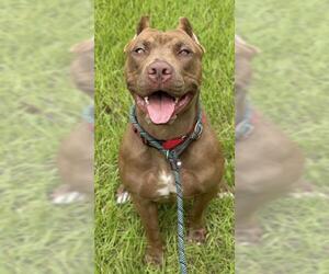 American Staffordshire Terrier Dogs for adoption in Fort Lauderdale, FL, USA