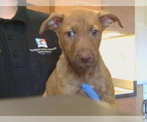American Pit Bull Terrier Dogs for adoption in Sacramento, CA, USA