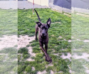 Medium Photo #3 Great Dane-Unknown Mix Puppy For Sale in Emmett, ID, USA