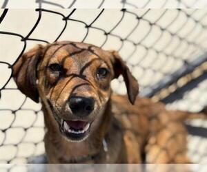 German Shepherd Dog-Unknown Mix Dogs for adoption in Tulsa, OK, USA