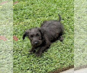 Miniature Schnauzer-Unknown Mix Dogs for adoption in Newport Beach, CA, USA