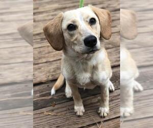 Beago Dogs for adoption in Fayetteville, GA, USA