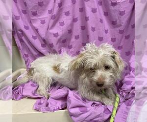 Maltese-Unknown Mix Dogs for adoption in Modesto, CA, USA