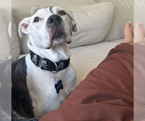 American Pit Bull Terrier-American Staffordshire Terrier Mix Dogs for adoption in Chester, VA, USA