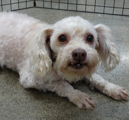 Poodle (Miniature)-Unknown Mix Dogs for adoption in Tacoma, WA, USA